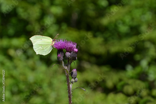 Gonepteryx rhamni, commonly named the common brimstone sitting on the Cirsium (known as plume thistles) photo