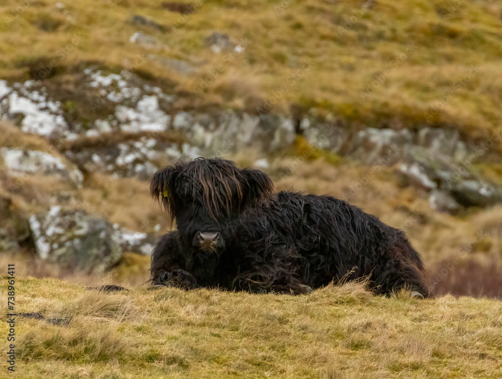 Hairy highland cow in the highlands of Scotland