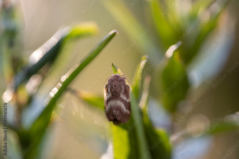 Crimson moth butterfly (Macrothylacia rubi) male. Insect in the family ...