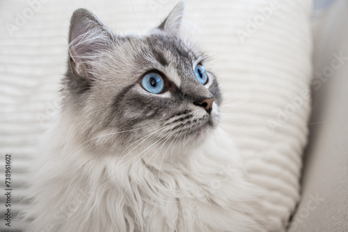 Ragdoll Lucy