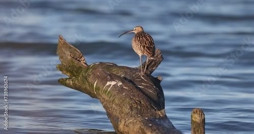 The Eurasian curlew or common curlew (Numenius arquata) very large wader in the family Scolopacidae.