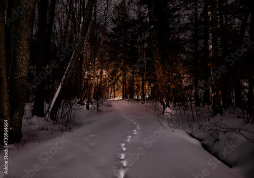 Footprints in the snow from an animal on the dirtroad in the forest photo