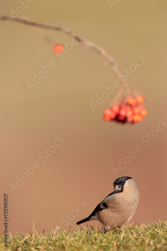 Eurasian bullfinch on grass under a branch with rowan fruits photo