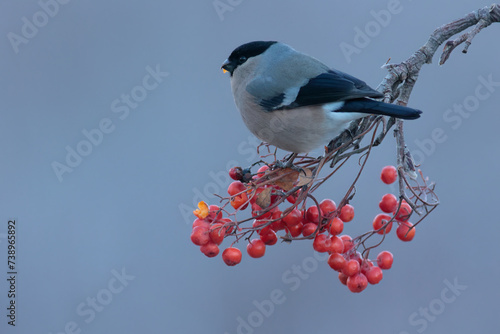 Eurasian bullfinch on branch with fruits of hunters rowan photo