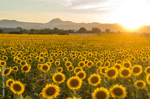 La montagne du Puy-de-Dôme et la chaine des puys en Auvergne avec un champ de tournesol au coucher de soleil