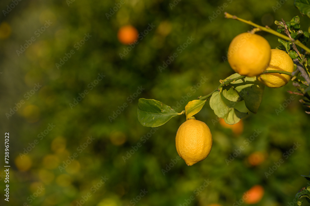 lemons on branches in a garden in Cyprus in winter 10