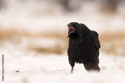 Kruk (Corvus corax) #738968236