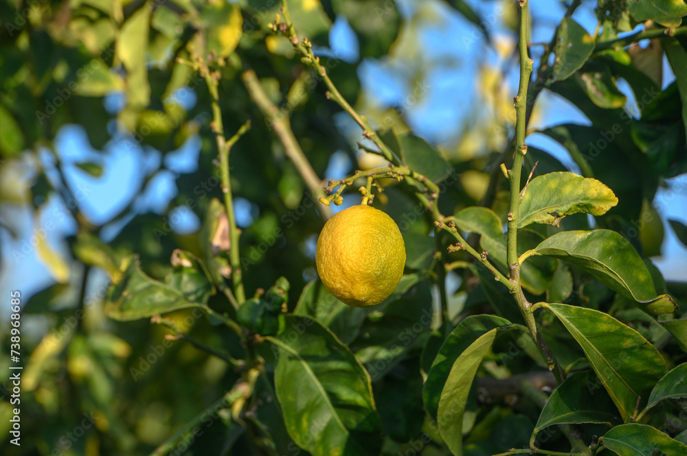 lemons on branches in a garden in Cyprus in winter 7
