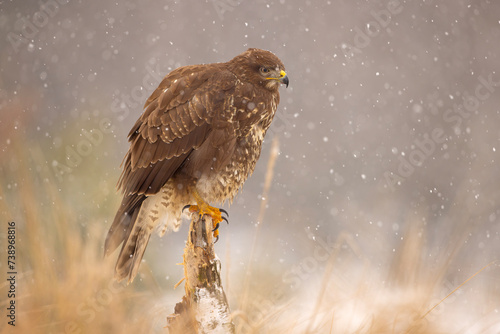 Myszołów (Buteo buteo) #738968816