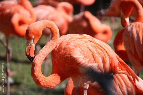 Kuba-Flamingo (Phoenicopterus ruber) oder Roter Flamingo