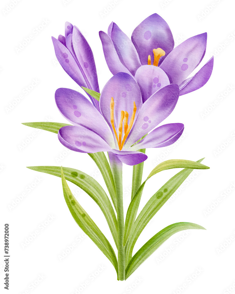 Fototapeta premium Watercolor crocuses illustration. Hand drawn botanical spring purple flowers isolated on white background. 