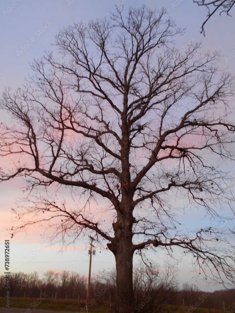 Mighty Oak