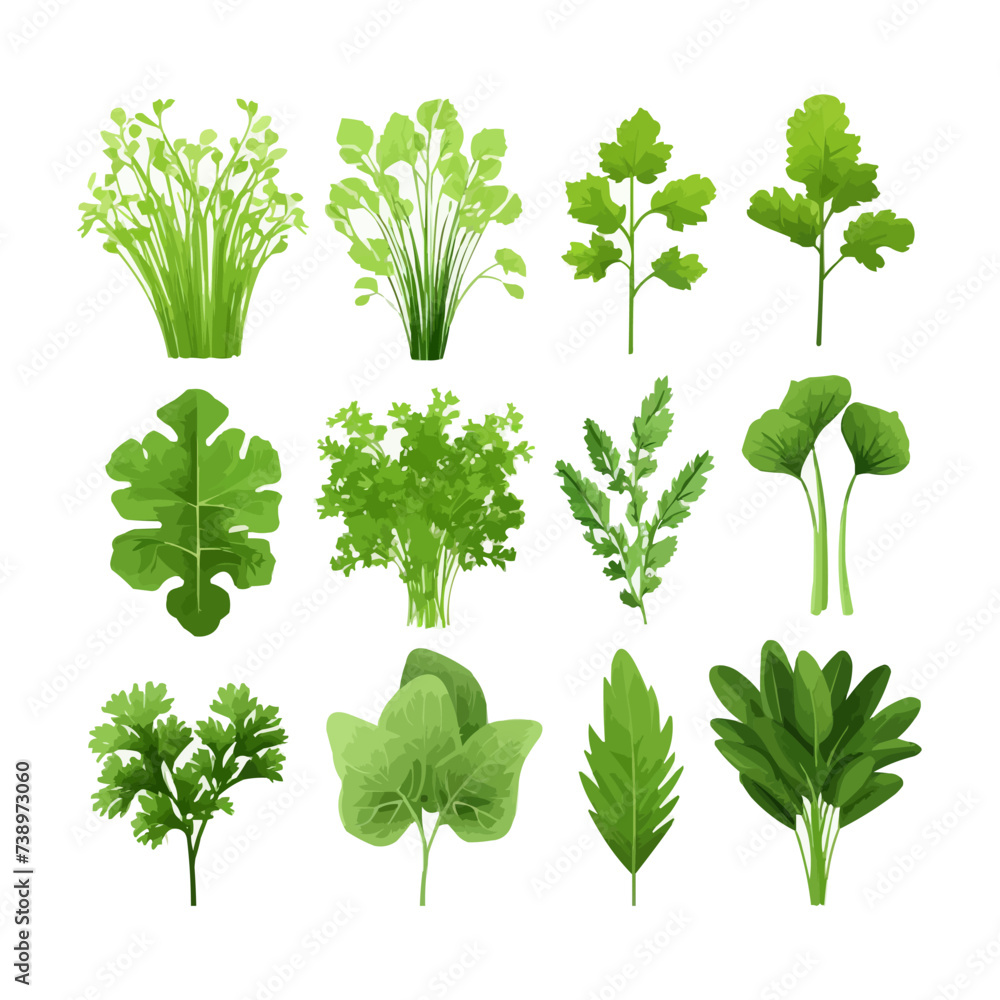 Fresh green leaves collection. Popular culinary herbs leaf set for cooking. Green Lettuce salad leaves, Basil, Parsley, Dill, Arugula and Chives. Vector illustration isolated on white background. Fresh green leaves collection. Popular culinary herbs leaf set for cooking. Green Lettuce salad leaves, Basil, Parsley, Dill, Arugula and Chives. Vector illustration isolated on white background.