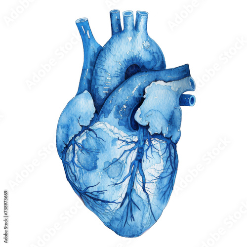 Watercolor Anatomical Heart Illustration