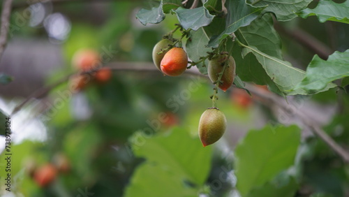 Bunchosia glandulifera (peanut butter fruit, caferana, falso guarana, Kacang amazone). this fruit edible and popularly eaten fresh as is, enjoyed for the fruit's unique peanut aroma and sweat