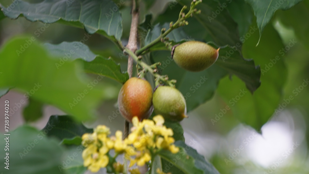 Bunchosia glandulifera (peanut butter fruit, caferana, falso guarana