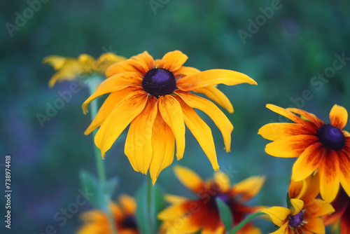 Rudbeckia hirta yellow flowers in a summer garden. Black-eyed Susan plants in flowering season.