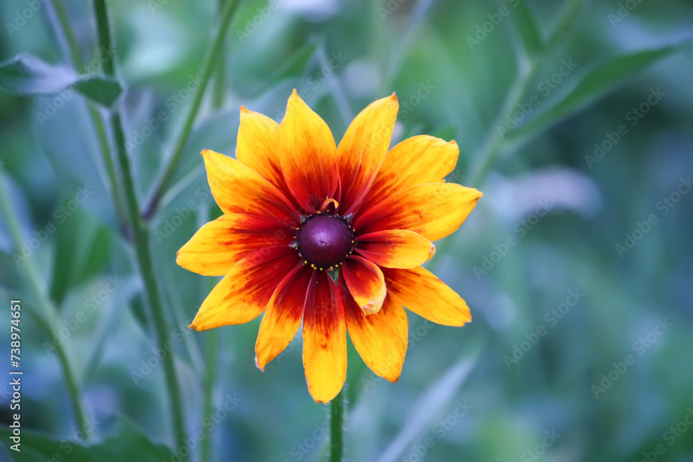 Rudbeckia hirta yellow flowers in a summer garden. Black-eyed Susan plants in flowering season. Rudbeckia hirta yellow flowers in a summer garden. Black-eyed Susan plants in flowering season.
