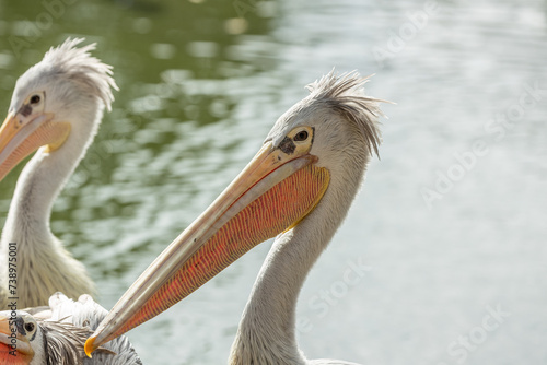 Pink-backed Pelican (Pelecanus rufescens) in Sub-Saharan Africa photo