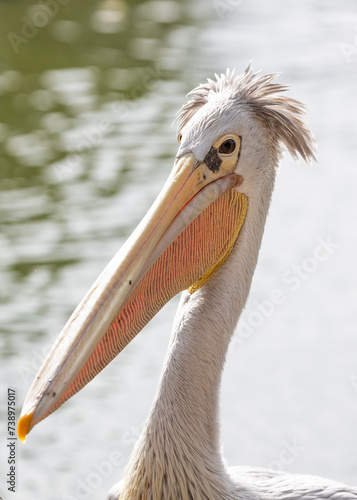 Pink-backed Pelican (Pelecanus rufescens) in Sub-Saharan Africa photo