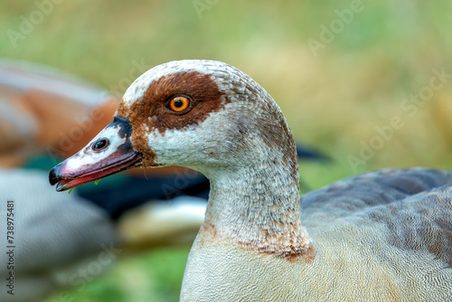 Egyptian Goose (Alopochen aegyptiaca) in El Retiro Park, Madrid photo
