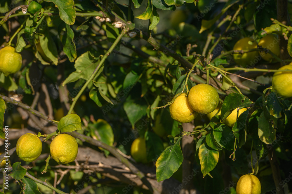 lemons on branches in a garden in Cyprus in winter 3