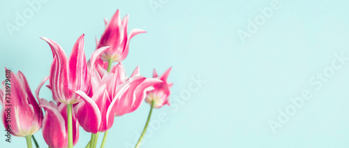 Beautiful composition spring flowers. Bouquet of pink tulips flowers on pastel blue background. Valentine's Day, Easter, Birthday, Happy Women's Day, Mother's Day. Flat lay, top view, banner