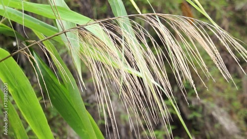 Thysanolaena latifolia (Rumput awis, rumput buluh, tiger grass). This plant is usually used as animal feed, broom material and to prevent landslides photo