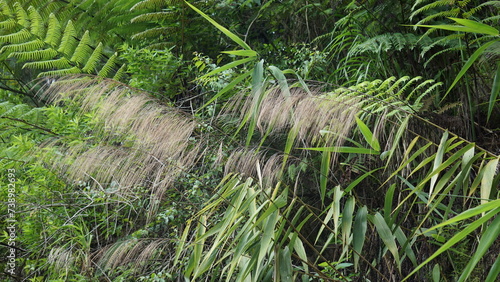 Thysanolaena latifolia (Rumput awis, rumput buluh, tiger grass). This plant is usually used as animal feed, broom material and to prevent landslides photo