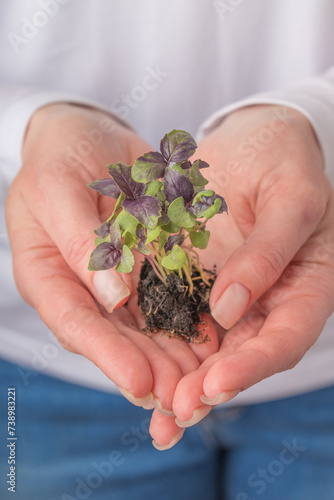 Hands holding a small plant with purple and green leaves and visible soil