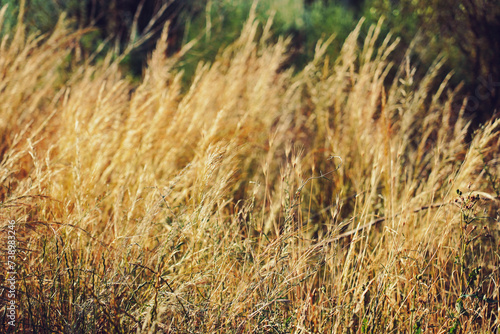 reeds in the wind