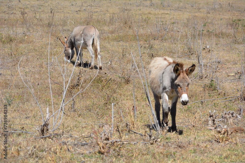 Obraz premium Burros en el campo en Nayarit