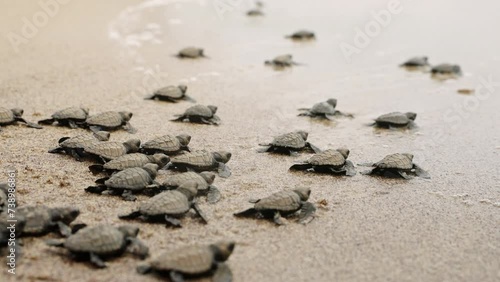 Hatchling turtles scuttle toward ocean at sandy beach. Baby sea turtles race for sea life beginning. Newborn reptiles embark on survival journey, nature in motion on coastal shore.