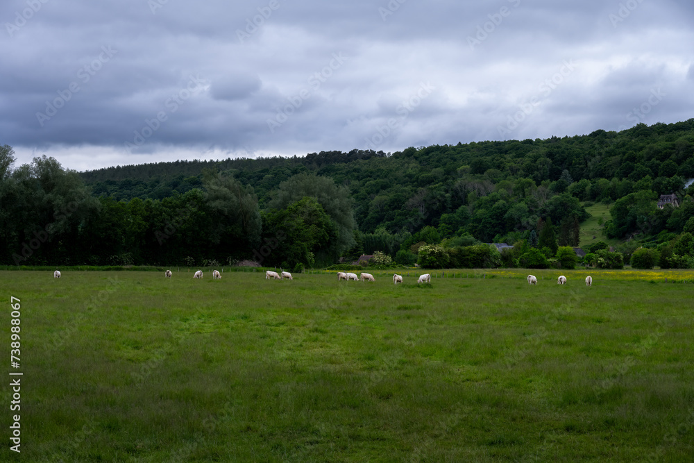 Field with cows in Normandy, Eure, France, in spring