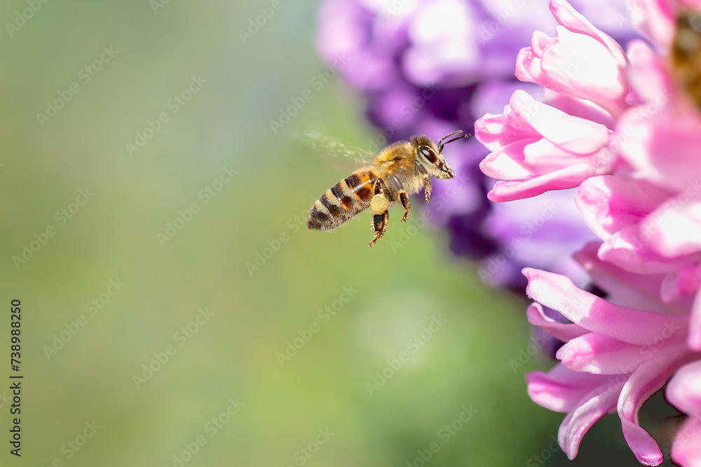 Flying honey bee collecting bee pollen from hyacinth blossom. Bee collecting honey. Flying honey bee collecting bee pollen from hyacinth blossom. Bee collecting honey.