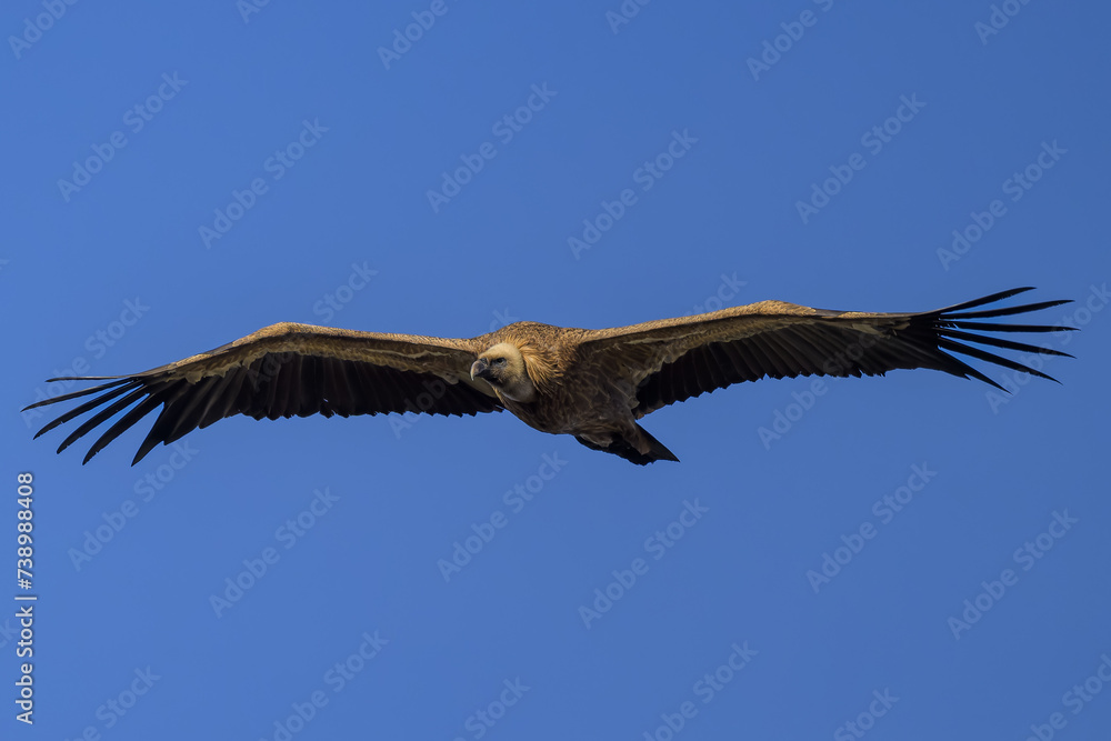 Buitre leonado en la Sierra de Guadarrama en Madrid Buitre leonado en la Sierra de Guadarrama en Madrid