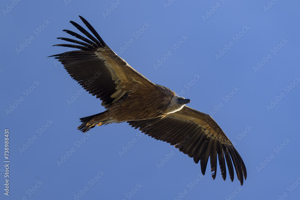 Fototapeta premium Buitre leonado en la Sierra de Guadarrama en Madrid