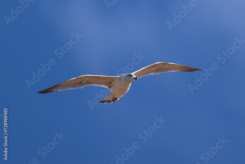 Gaviota volando en Ribadesella