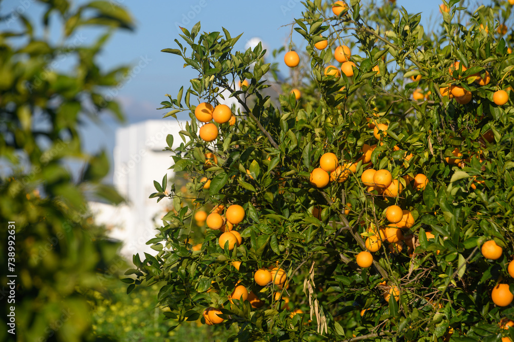juicy oranges on branches in a garden in Cyprus in winter 1