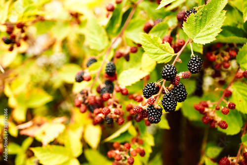 Ripe blackberries on blackberry bush in the garden. Healthy food 