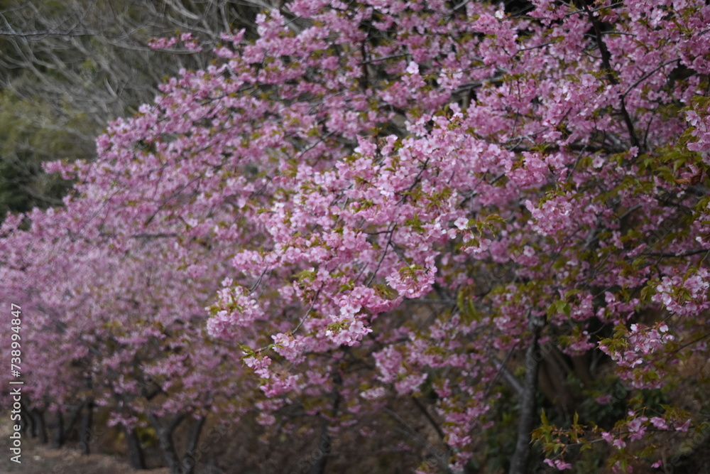 満開な河津桜
