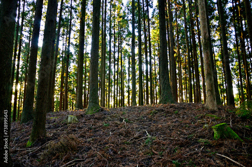 丹沢の檜岳山稜　朝を迎える檜岳南東尾根の753ｍ小ピーク山頂　杉の森
