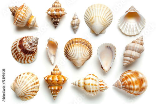  A beautiful assortment of seashells, each with unique patterns and textures, displayed against a white background.