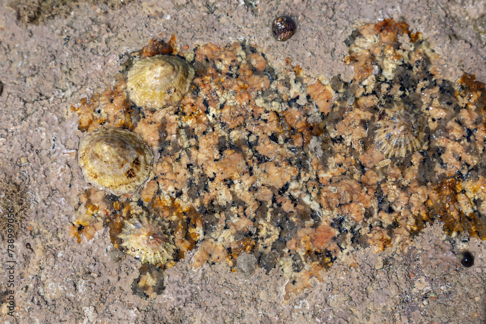 Napfschnecken (Patellidae) auf einen Felsen Napfschnecken (Patellidae) auf einen Felsen