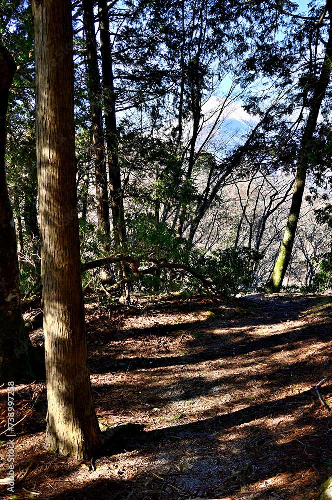 Fototapeta premium 森の山頂より富士山 丹沢のオツボ沢ノ頭 