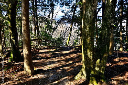 森の山頂より富士山 丹沢のオツボ沢ノ頭 