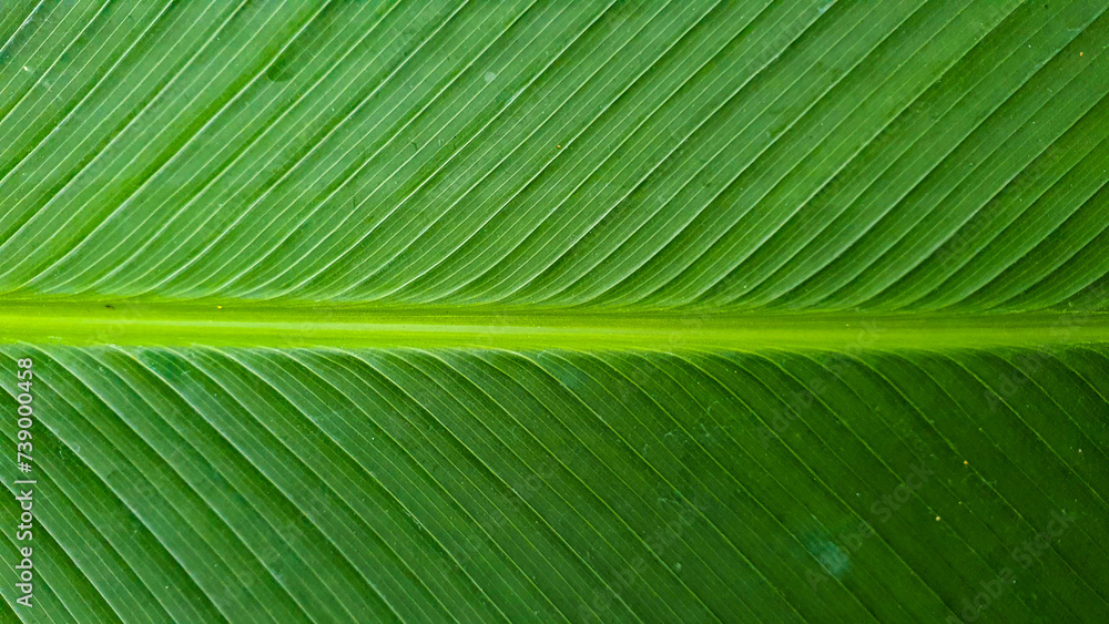 Close-up of green banana leaves as background image Close-up of green banana leaves as background image