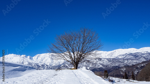 冬の桜の木と北アルプス 白馬村野平