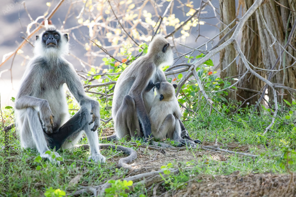 black faced grey langur monkey in Yala National Park, Sri Lanka