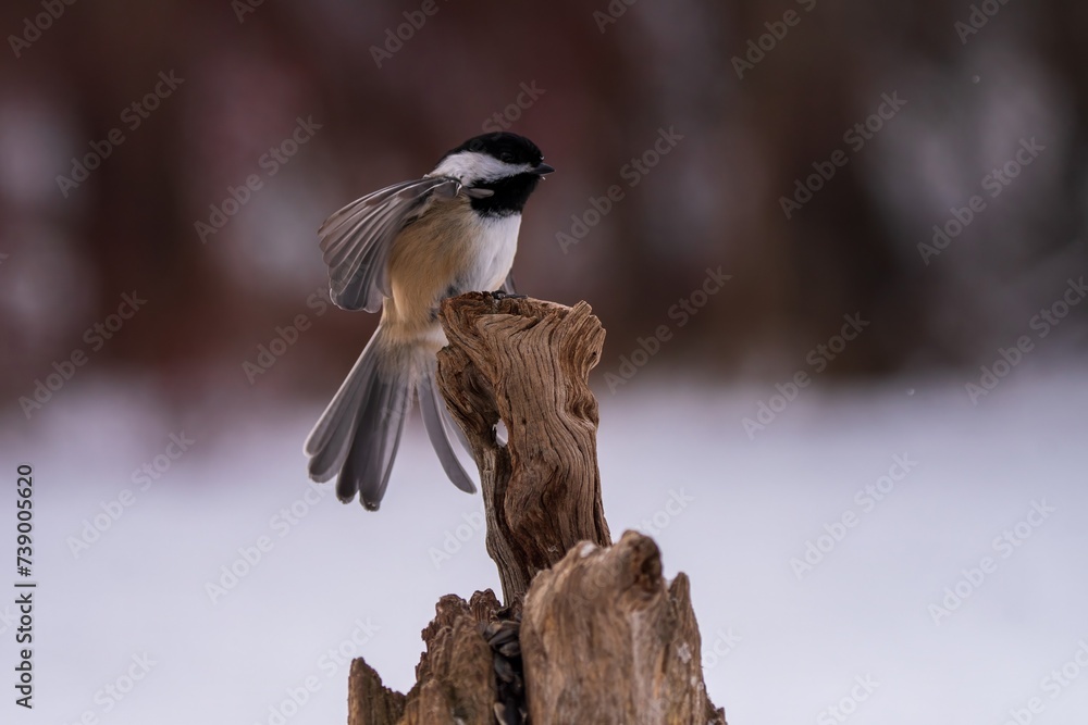 Obraz premium Chickadee on a branch